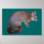 Possum posters