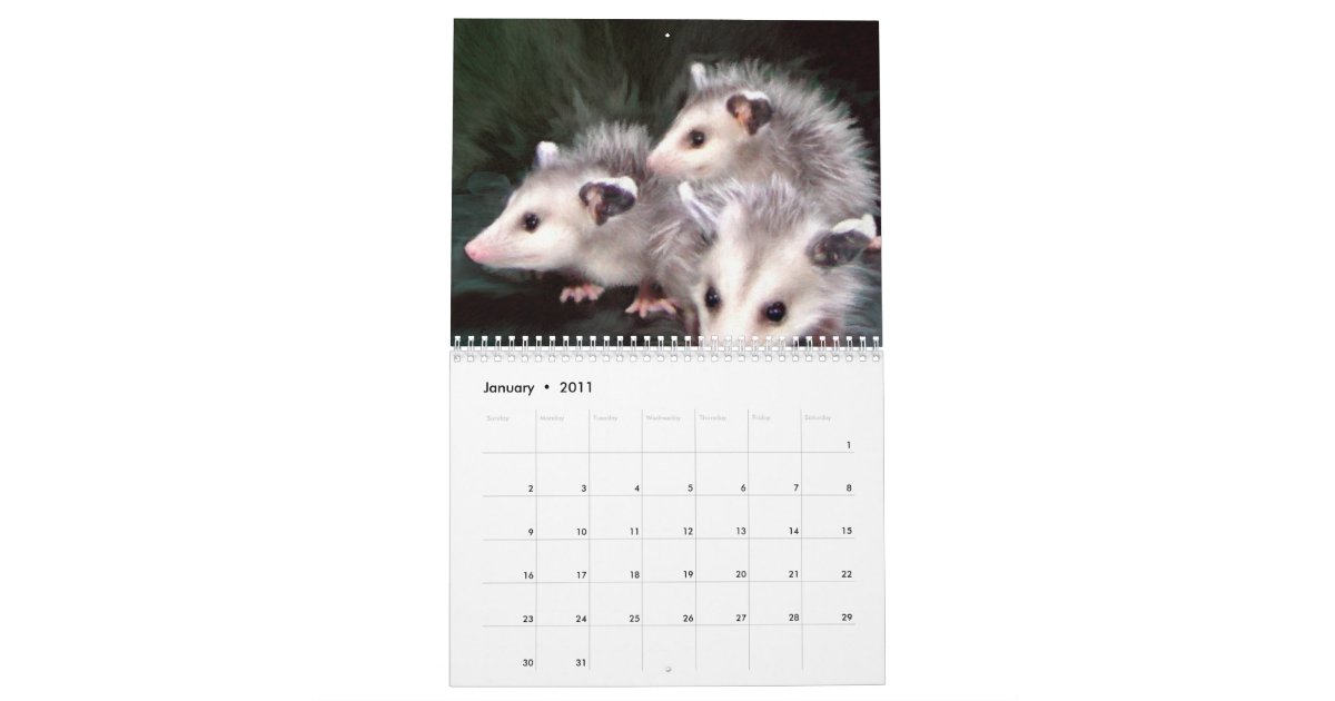 Possum Smiles Calendar Zazzle