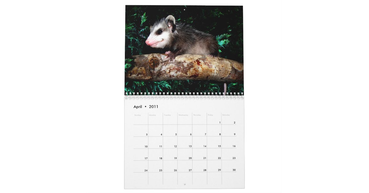 Possum Smiles Calendar Zazzle