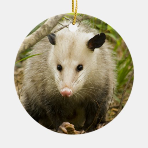 Possums Are Pretty Opossum Didelphimorphia Ceramic Ornament Zazzle