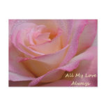 Post Card Beautiful Pink Rose, All My Love Always postcards