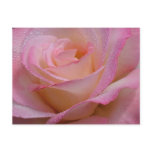 Post Card Beautiful Pink Rose postcards