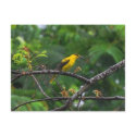 Post card photo of Black naped oriole in the rain. postcards by webdiva888 Post card photo of Black naped oriole in the rain. postcards