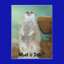Post Card - Zoo Animal