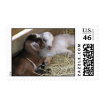 Postage ~ Baby goats :: Love
