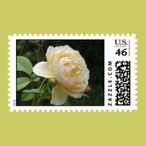 Postage - Beautiful Rose stamps