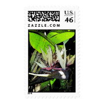 Postage Bird of Paradise postage by shanmaree Postage Bird of Paradise postage