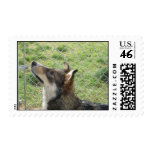 postage, dogs, pets, animals