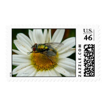 Postage Fly On Flower Zizzago