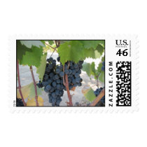 Postage: Grapes on the Vine