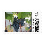 Postage: Grapes on the Vine stamps