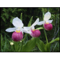 Postage-Lady Slipper stamp