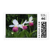 Postage-Lady Slipper postage