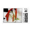 Postage lily Flower postage