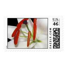 Postage lily Flower