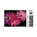Postage-Pink water lilies postage