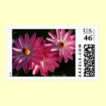 Postage-Pink water lilies postage