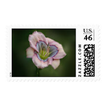 Postage Stamp