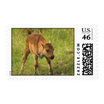 Postage Stamp - Baby Elk