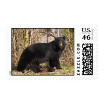postage stamp - black bear