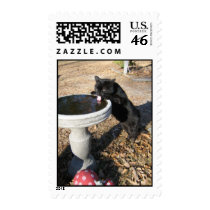 postage stamp black cat drinks from birdbath