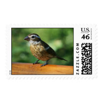 Postage Stamp - Grosbeak
