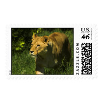 Postage Stamp - Lioness