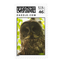 Postage Stamp - Owl