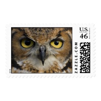 Postage Stamp - Owls Eyes stamp