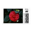 Postage Stamp, single red camellia blossom