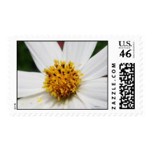 Postage White Glory Flower
