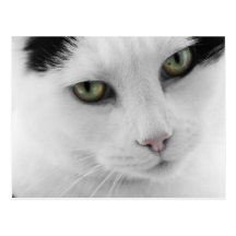 Postal blanca del gato