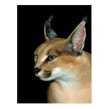 Postal caracal