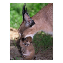 Postal - caracal
