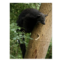 Postal de Binturong