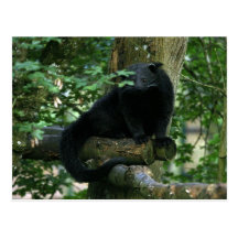 Postal de Binturong
