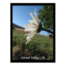 Postal de la margarita del valle de Carmel