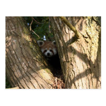 Postal de la panda roja