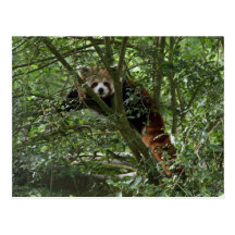 Postal de la panda roja