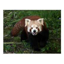Postal de la panda roja