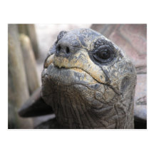 Postal de la tortuga