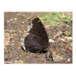 Postal del ~ de la mariposa de capa de luto
