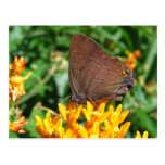 Postal del ~ de la mariposa de Hairstreak