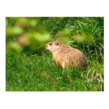 Postal del ~ de la marmota
