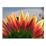 Postal del ~ del arco iris del girasol