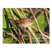 Postal del Wren de casa