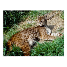Postal - gato de oro africano