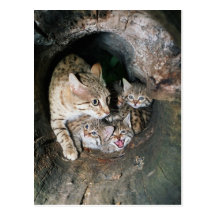 Postal - gato montés asiático