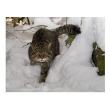 Postal - gato montés escocés
