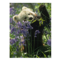 Postal - panda roja